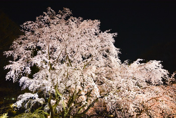 六義園の春。夜に輝くしだれ桜